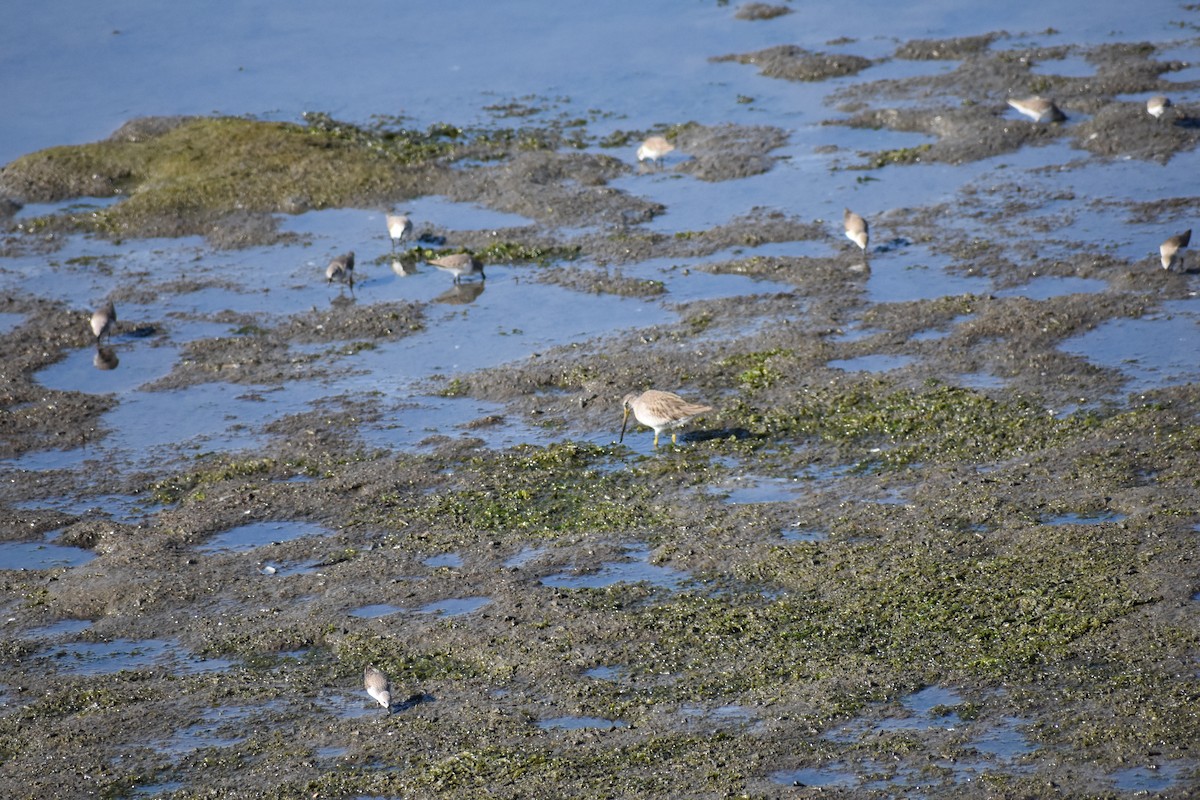 Long-billed Dowitcher - ML79754201