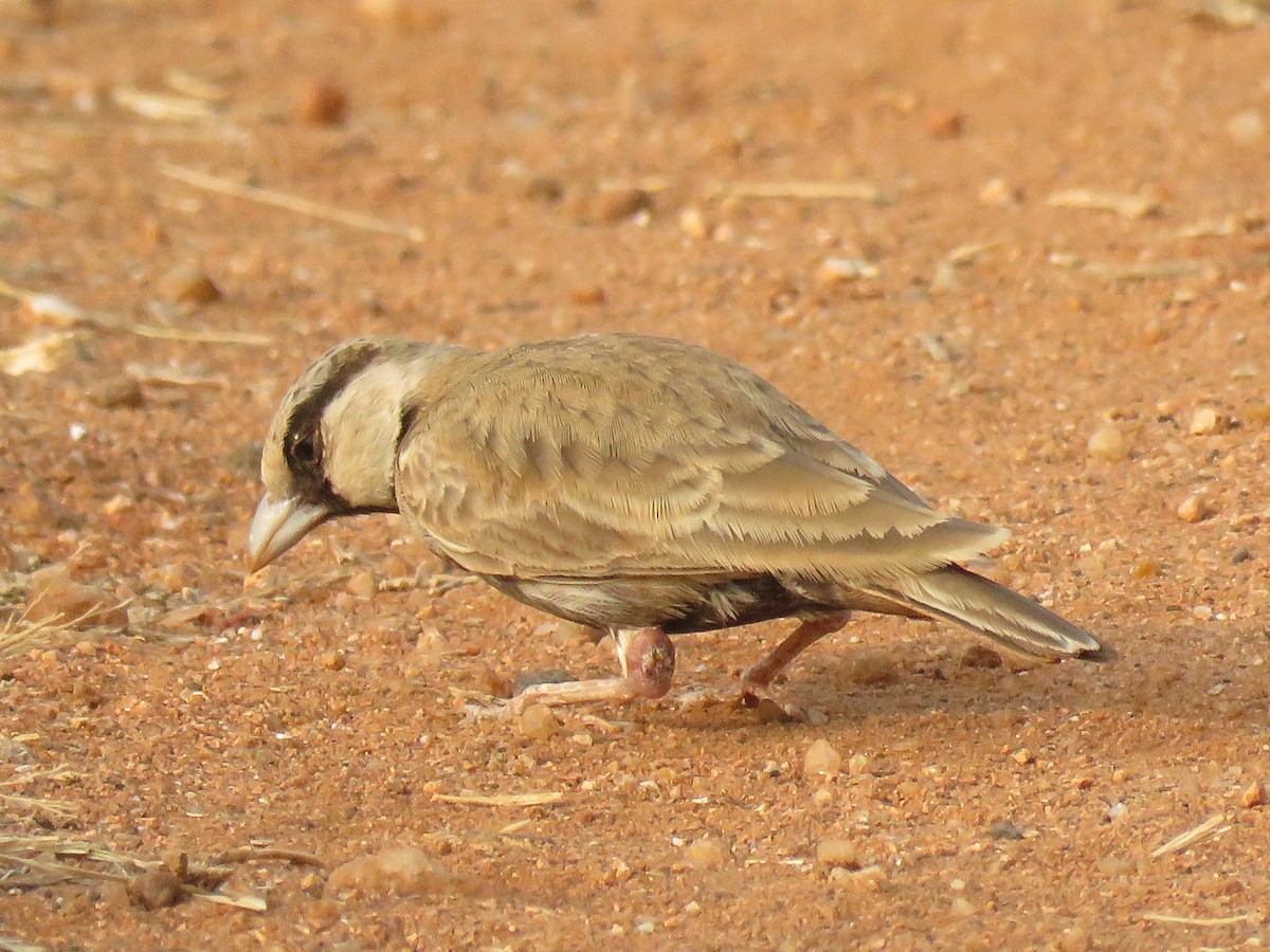 Ashy-crowned Sparrow-Lark - Selvaganesh K