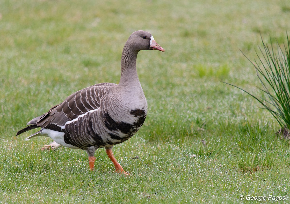 Greater White-fronted Goose - George Pagos