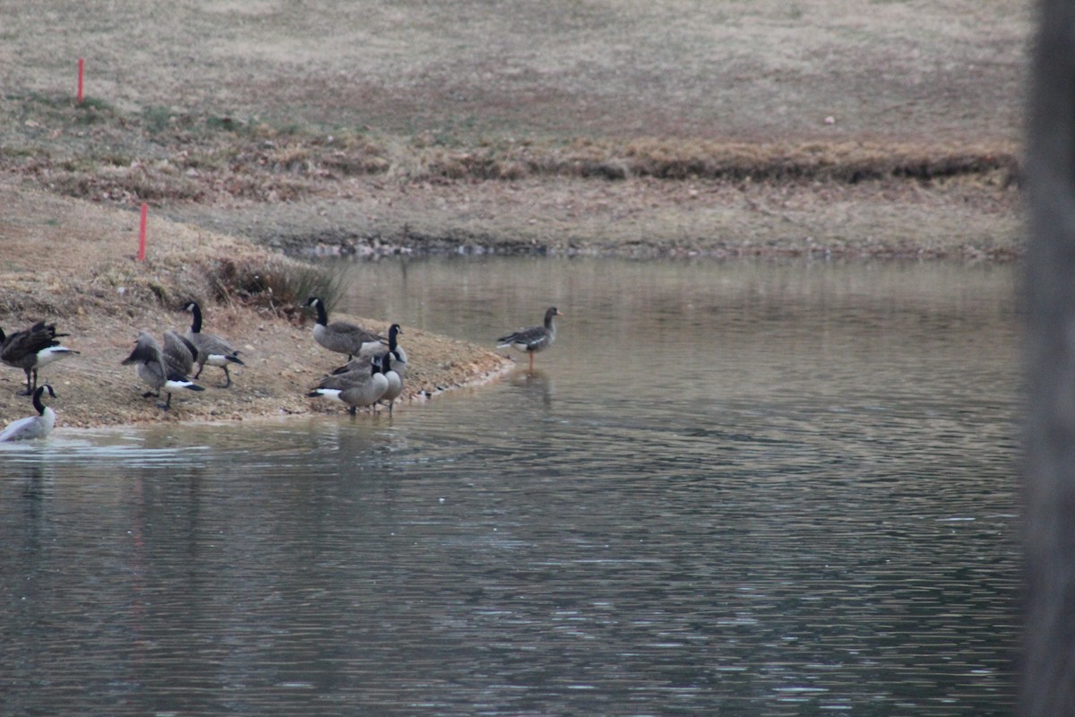 Greater White-fronted Goose - ML79756911