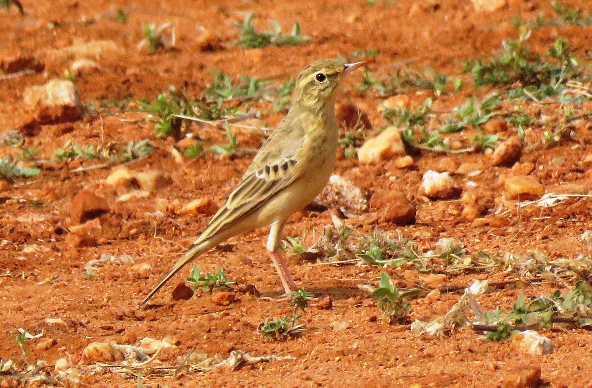 pipit sp. - ML79757061