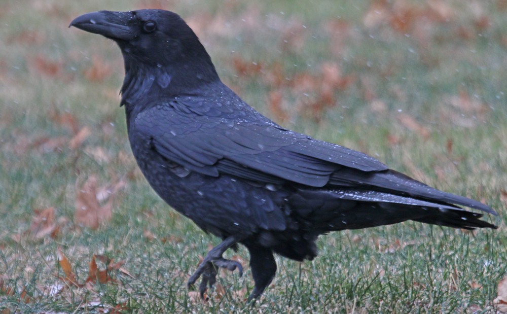 Common Raven - ML79757461