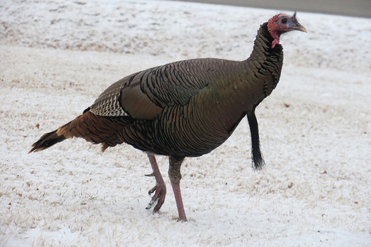 Wild Turkey - Rishi Palit