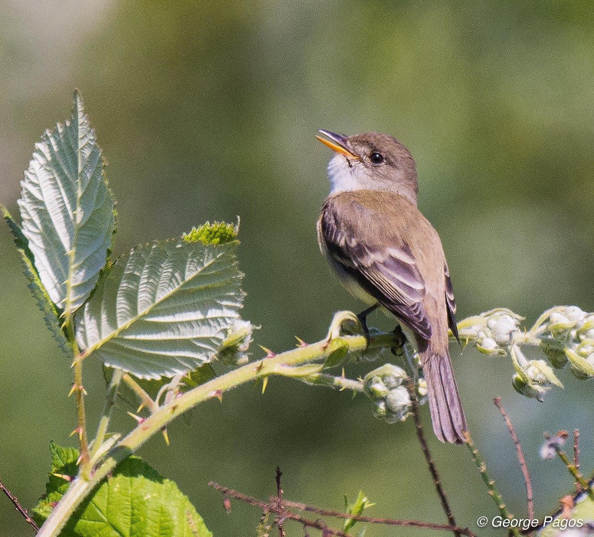 Willow Flycatcher - George Pagos