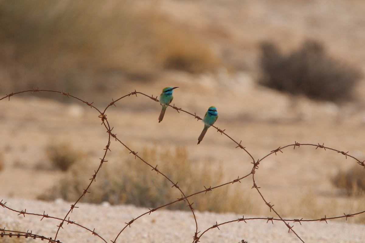 Arabian Green Bee-eater - Chris Lamsdell