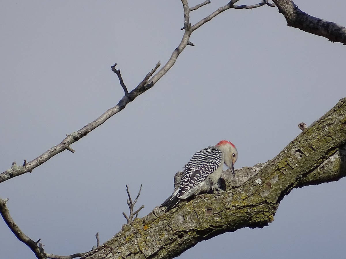 Red-bellied Woodpecker - John Skibicki