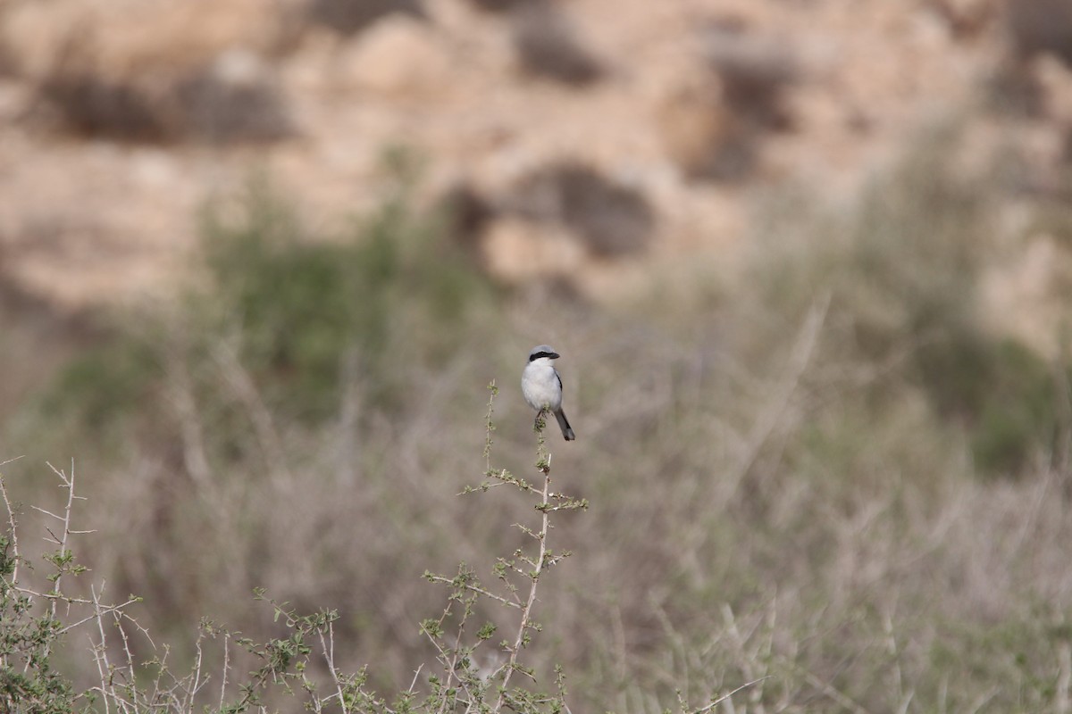 Great Gray Shrike (Sahara) - ML79761301