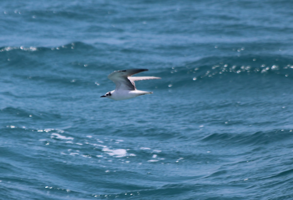 White-winged Tern - ML79764121