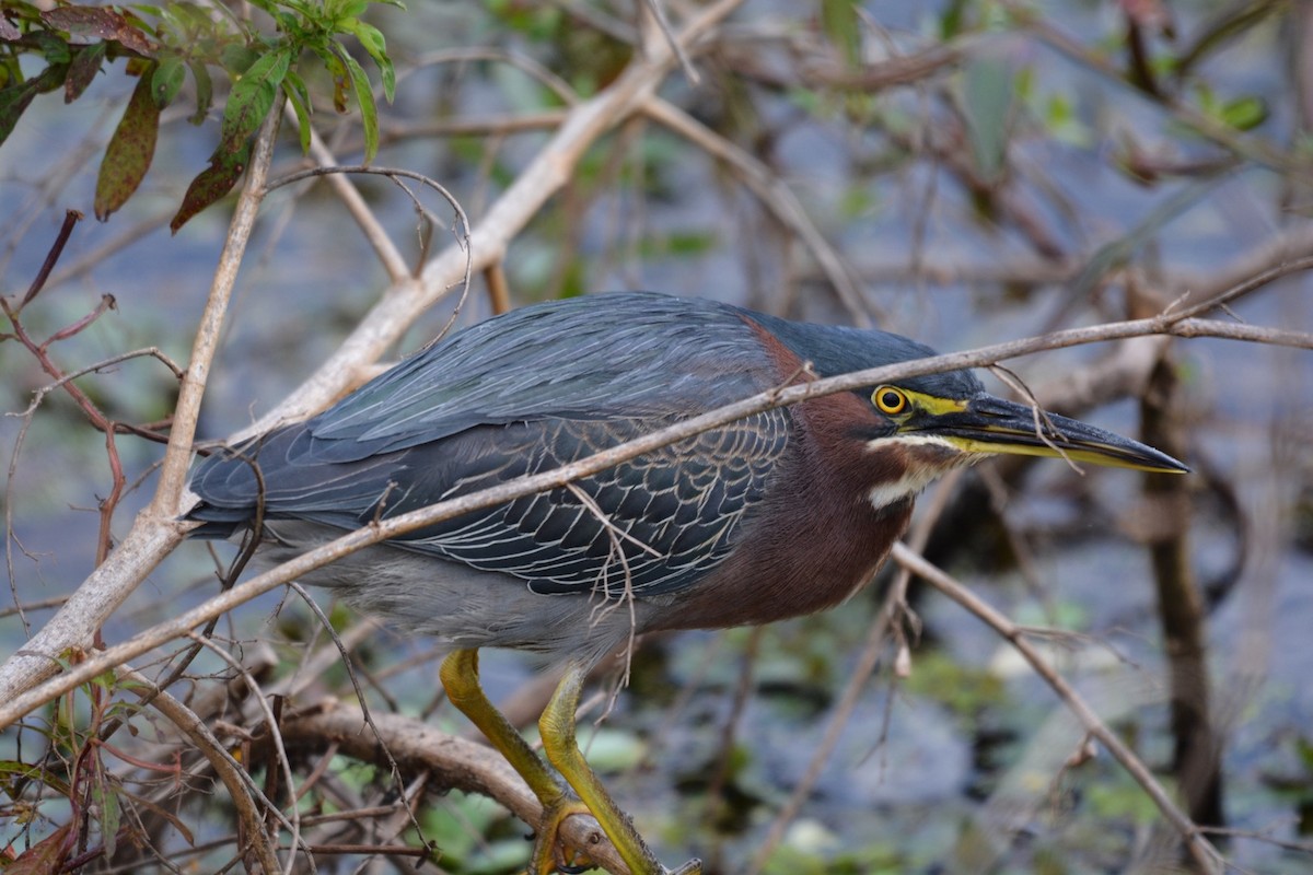 Green Heron - Harold Donnelly