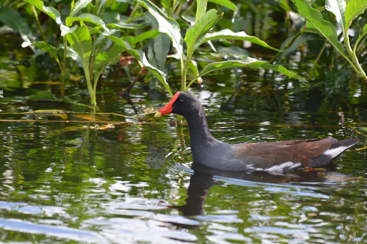 Common Gallinule - Harold Donnelly