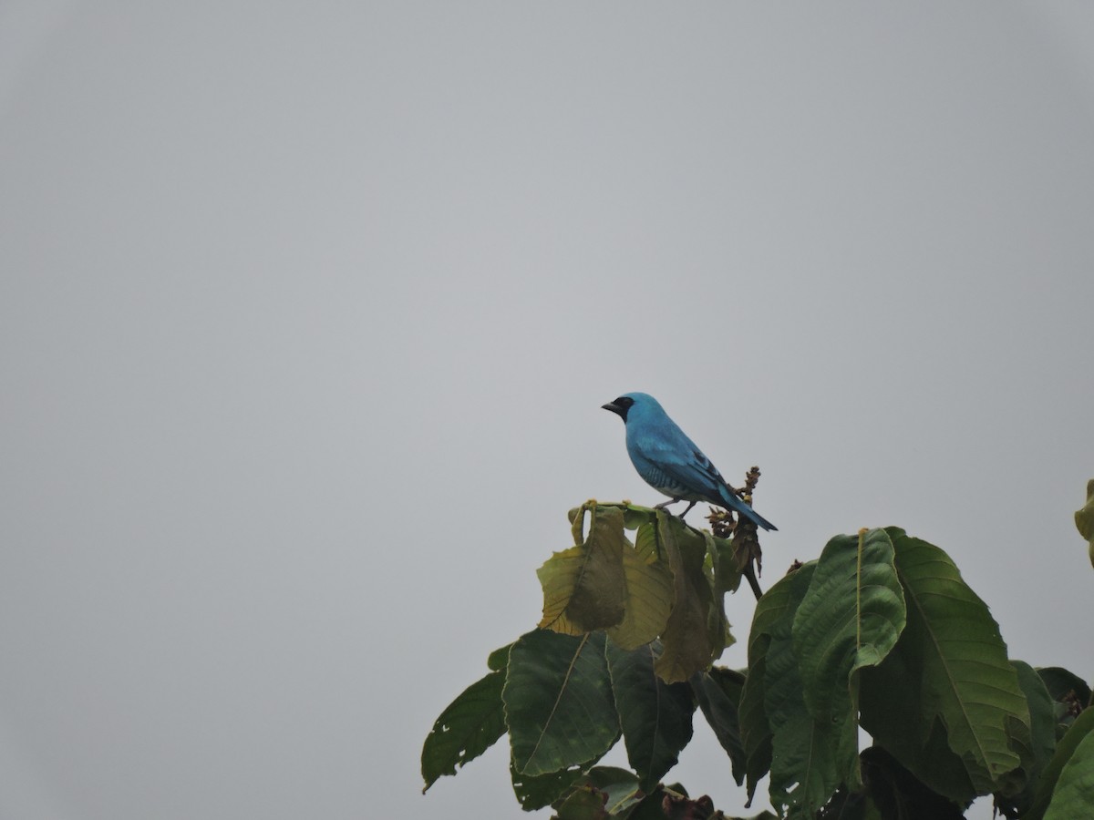 Swallow Tanager - ML79765961