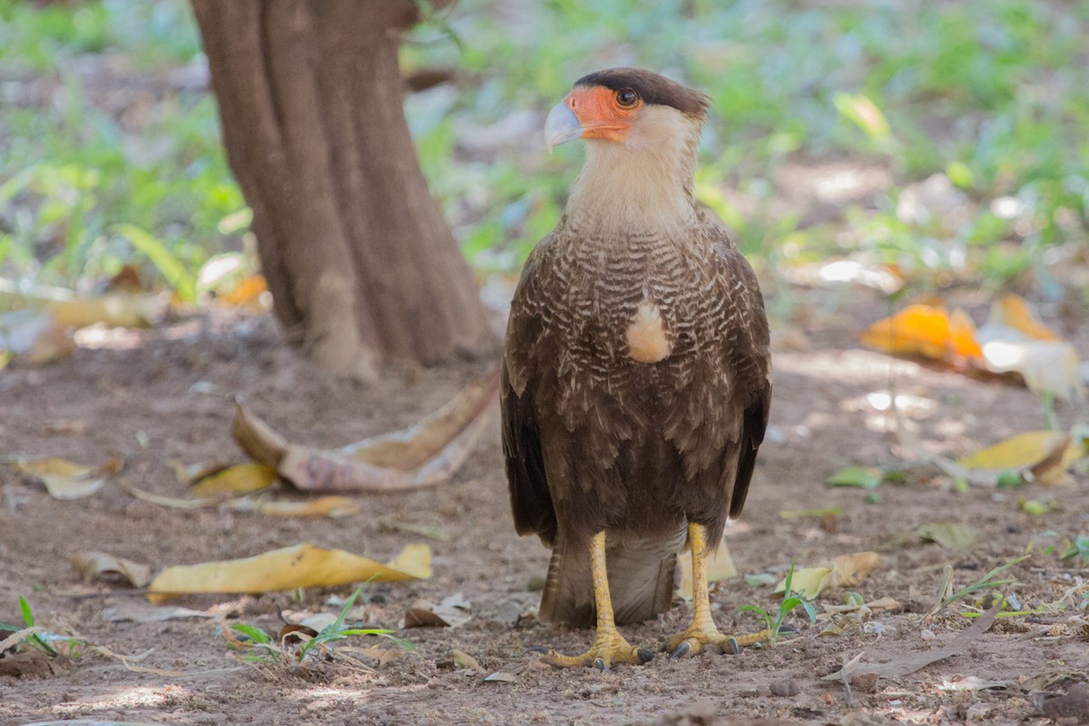 Crested Caracara (Southern) - Lindy Fung