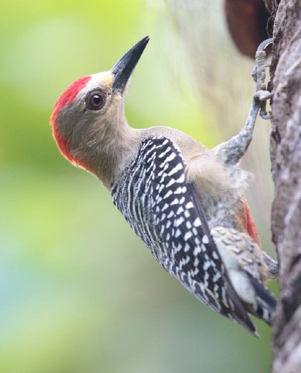 Red-crowned Woodpecker - Vasco Valadares