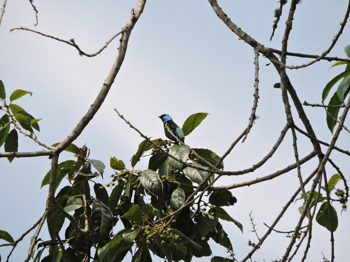 Blue-necked Tanager - ML79769061