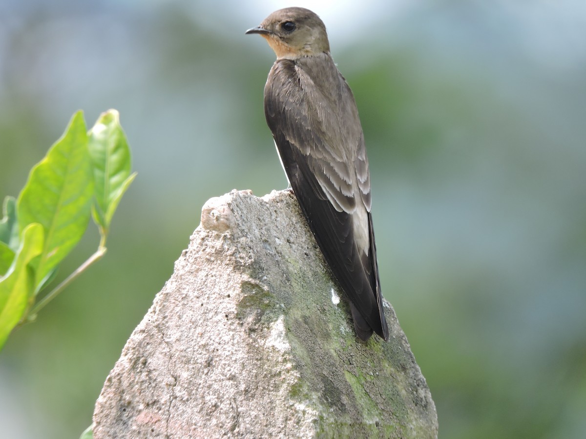 Southern Rough-winged Swallow - ML79769451