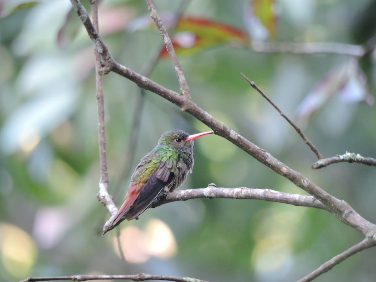 Rufous-tailed Hummingbird - ML79769631