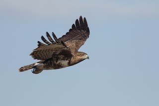  - Madagascar Buzzard