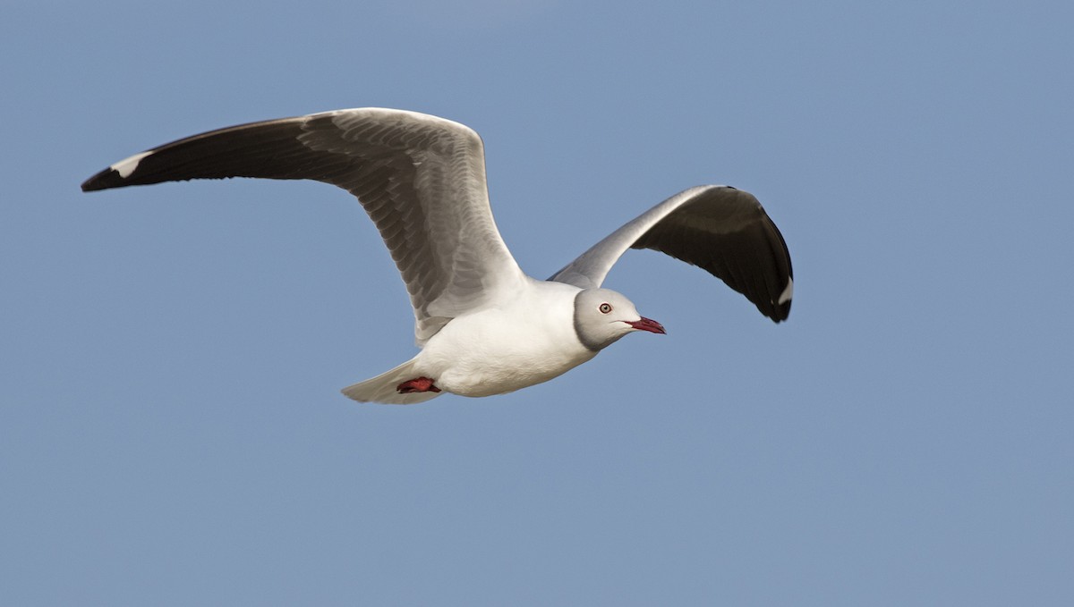 Gray-hooded Gull - Zak Pohlen