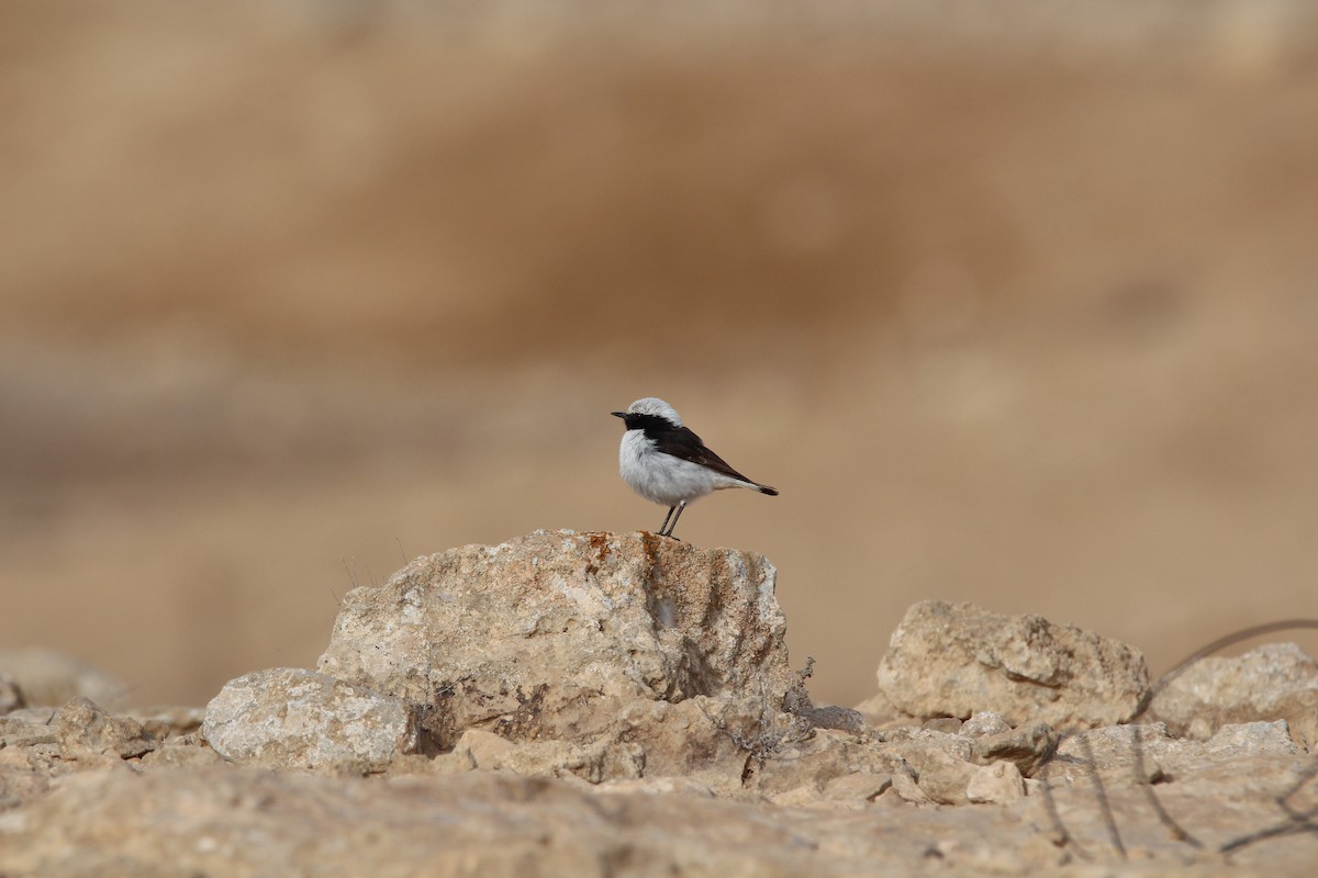 Mourning Wheatear - Chris Lamsdell
