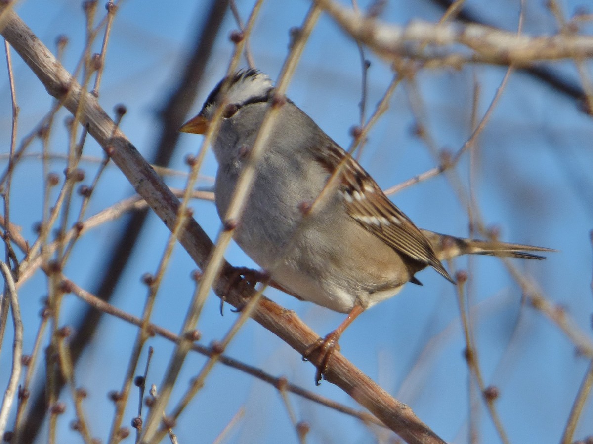White-crowned Sparrow - Craig Johnson