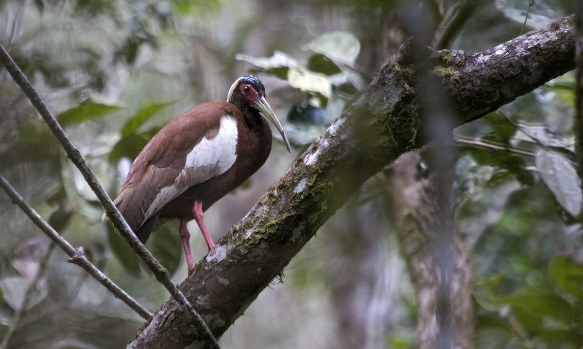 Madagascar Ibis - Zak Pohlen