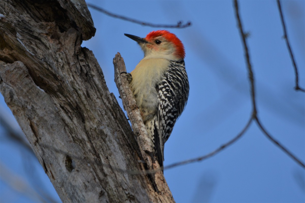 Red-bellied Woodpecker - ML79771761