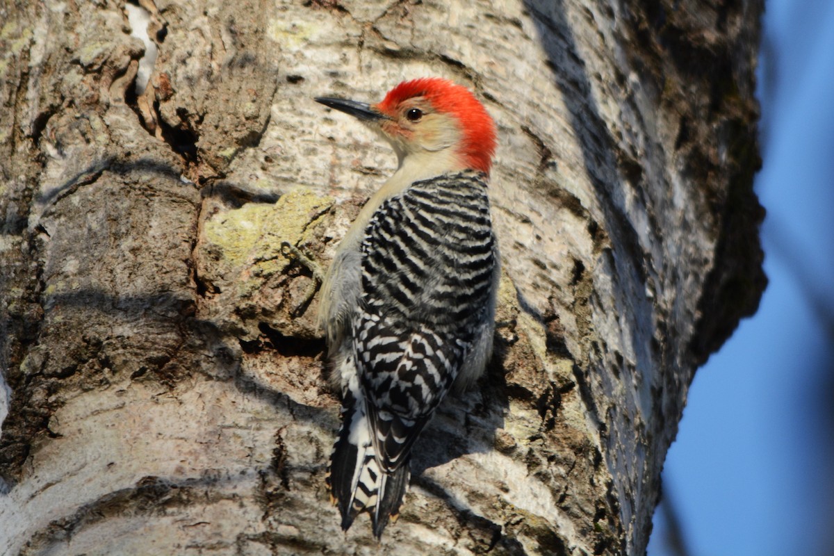 Red-bellied Woodpecker - ML79771791