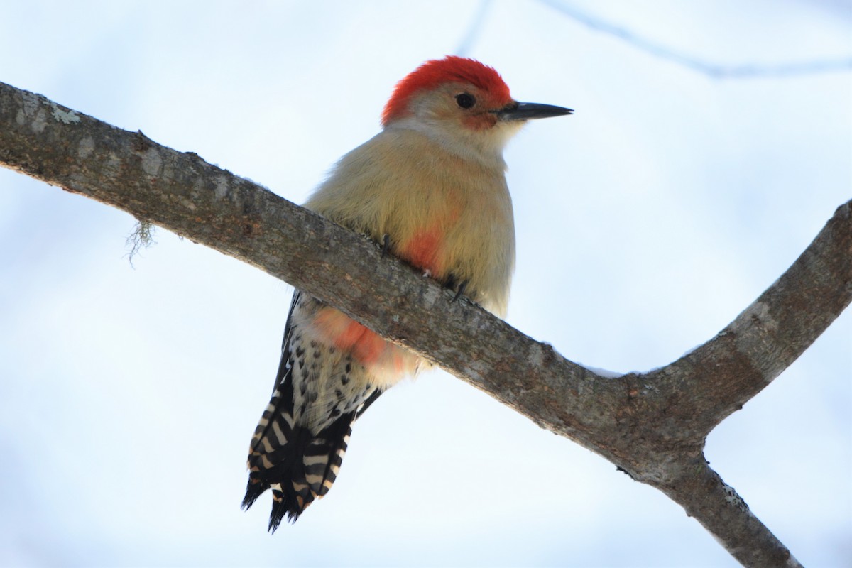 Red-bellied Woodpecker - ML79771821