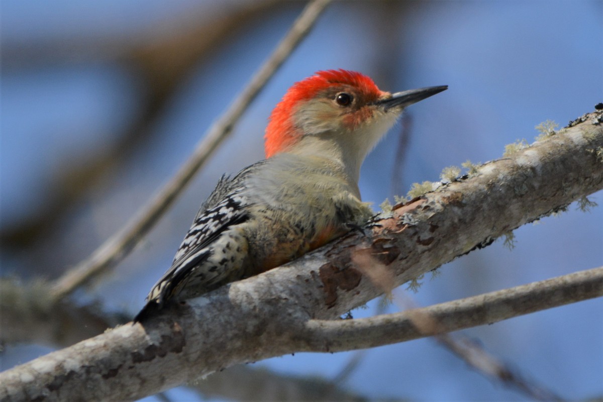 Red-bellied Woodpecker - ML79771871