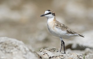  - White-fronted Plover