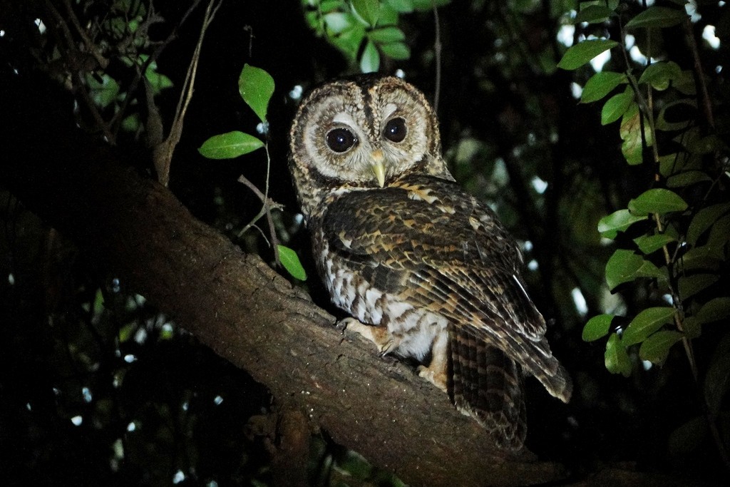 Rusty-barred Owl - ML79776221