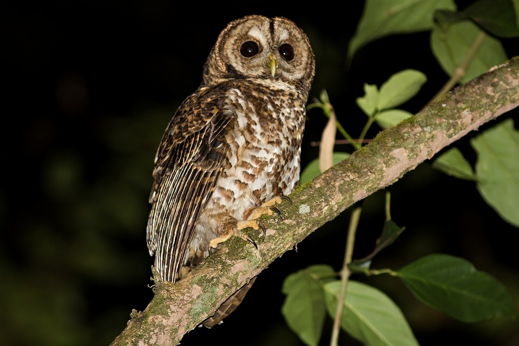 Rusty-barred Owl - ML79776311