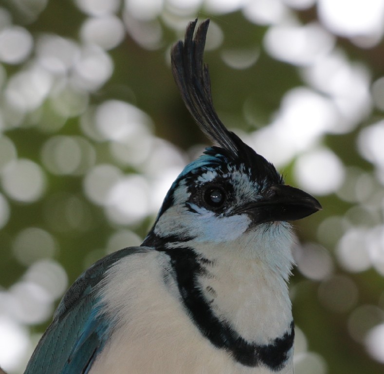 White-throated Magpie-Jay - ML79776451