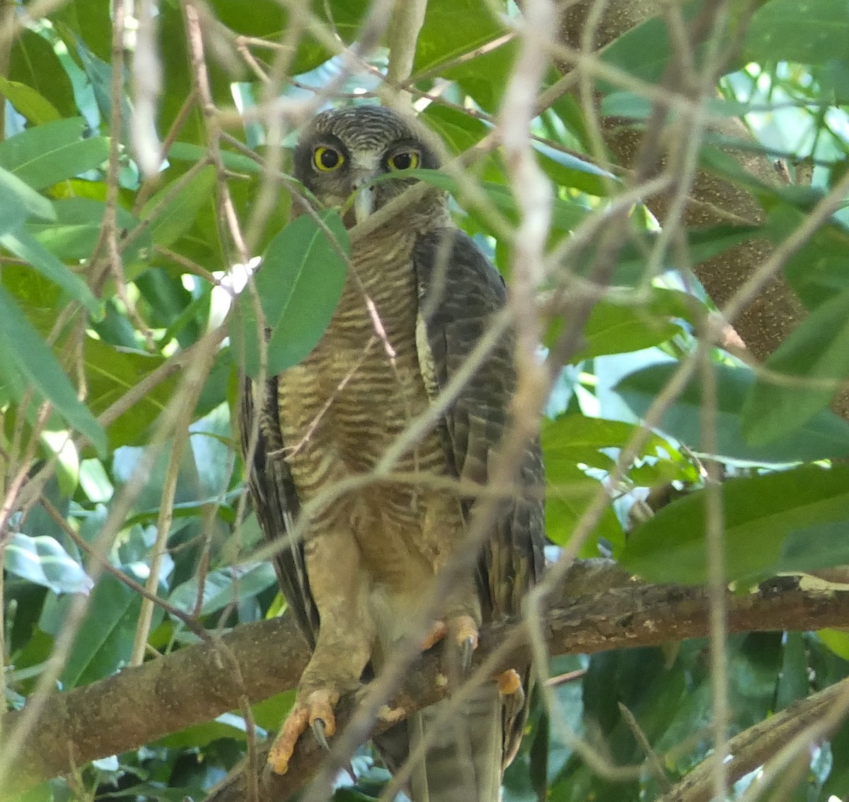 Rufous Owl - Randall Siebert