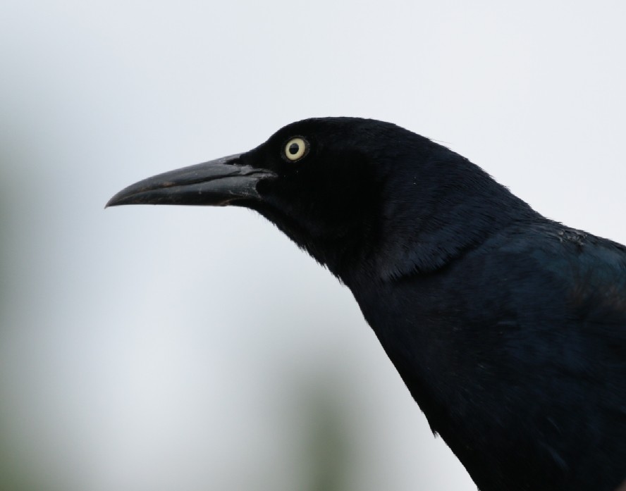 Great-tailed Grackle - ML79777591