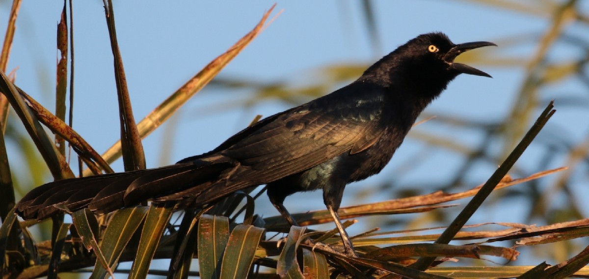 Great-tailed Grackle - ML79778101