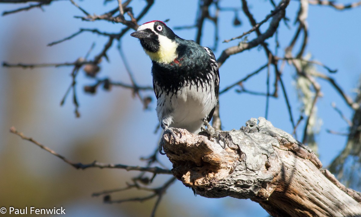 Acorn Woodpecker - Paul Fenwick