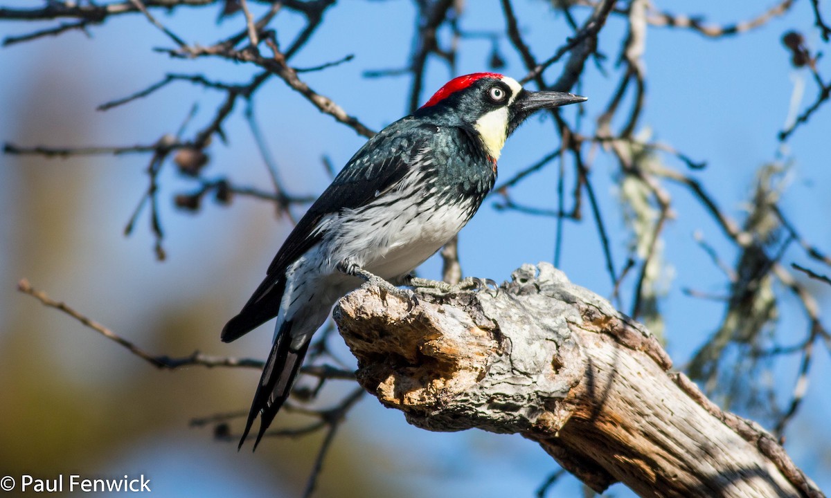 Acorn Woodpecker - Paul Fenwick