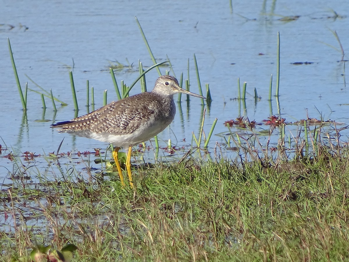 Greater Yellowlegs - Alfonso Auerbach