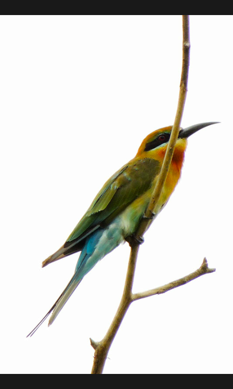 Blue-tailed Bee-eater - ML79780351