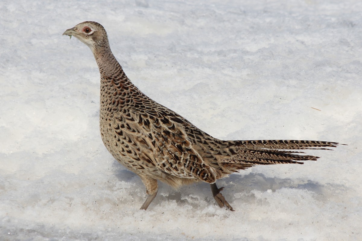 Ring-necked Pheasant - Kenny Frisch