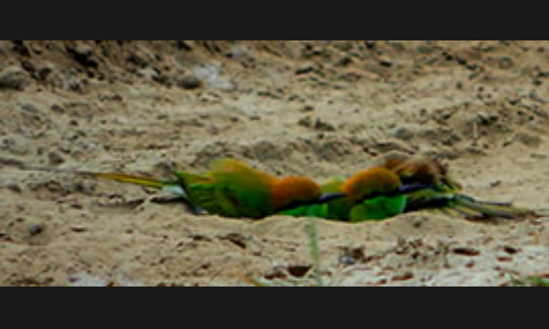 Asian Green Bee-eater - ML79780451