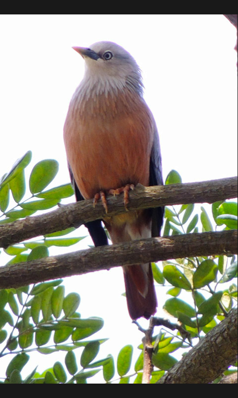 Chestnut-tailed Starling - ML79780791