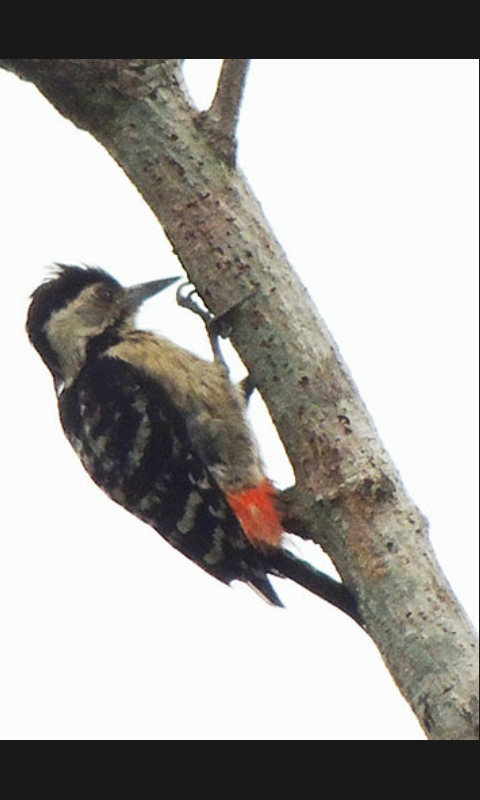Fulvous-breasted Woodpecker - ML79780921
