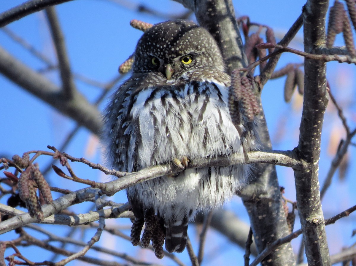 Northern Pygmy-Owl - Teresa Weismiller
