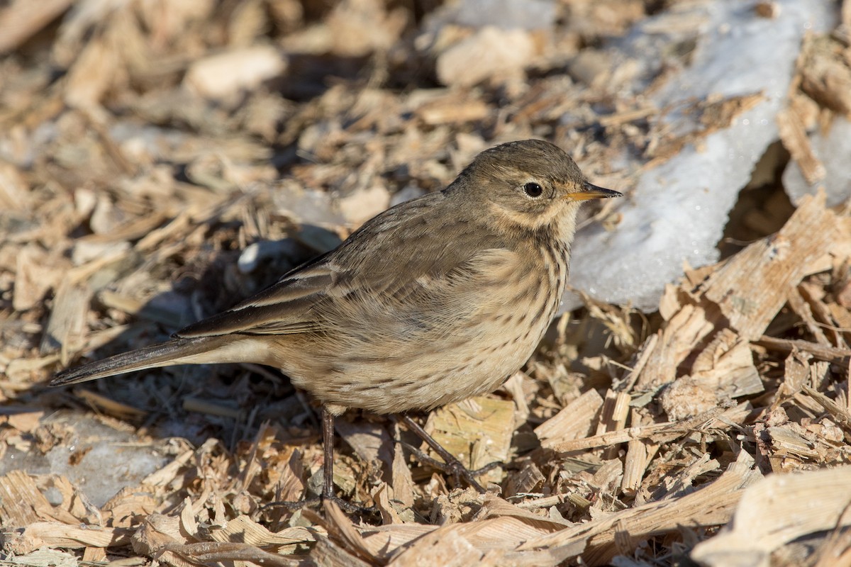 American Pipit - Louis Bevier