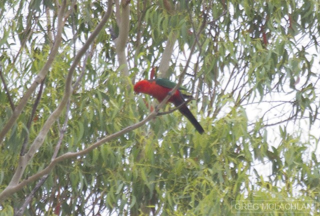 Australian King-Parrot - Greg McLachlan