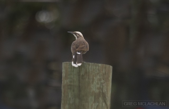 Gray-crowned Babbler - ML79787991