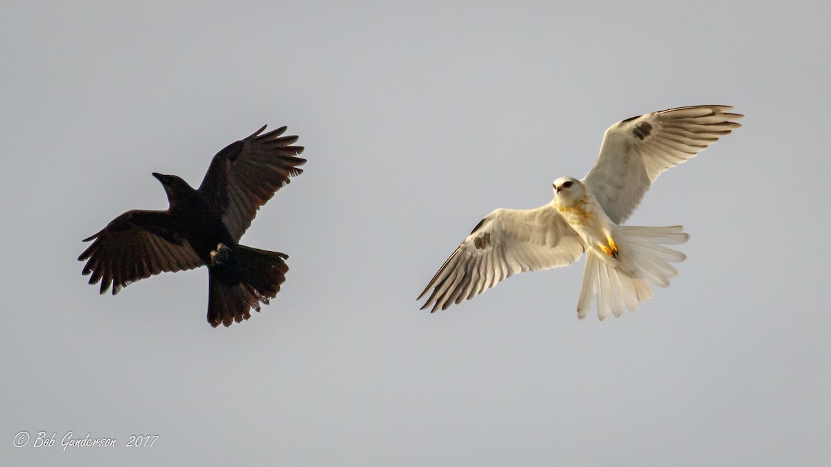 White-tailed Kite - ML79789401
