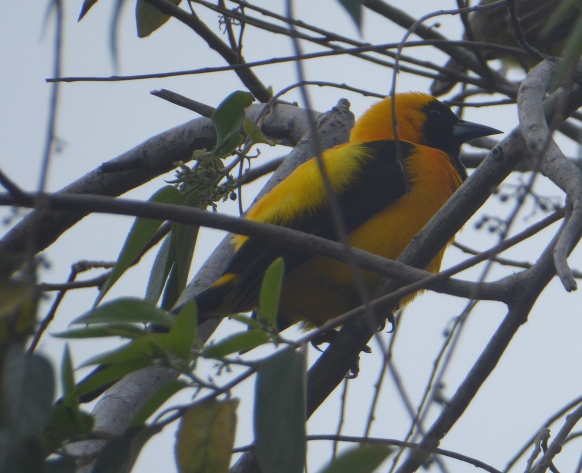 Yellow-backed Oriole - Lorraine Cowl